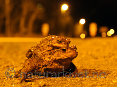 BB 07 0055 / Bufo bufo / Nordpadde